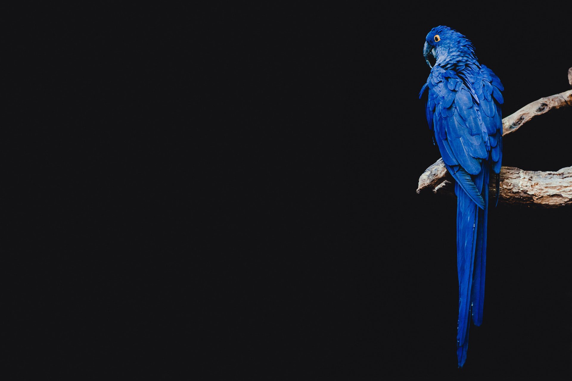 Témoignage - I AM DIGITAL - fond avec perroquet bleu